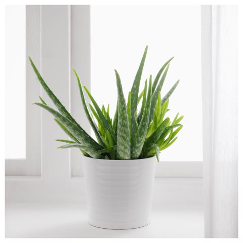 ALOE VERA potted plant | IKEA Cyprus